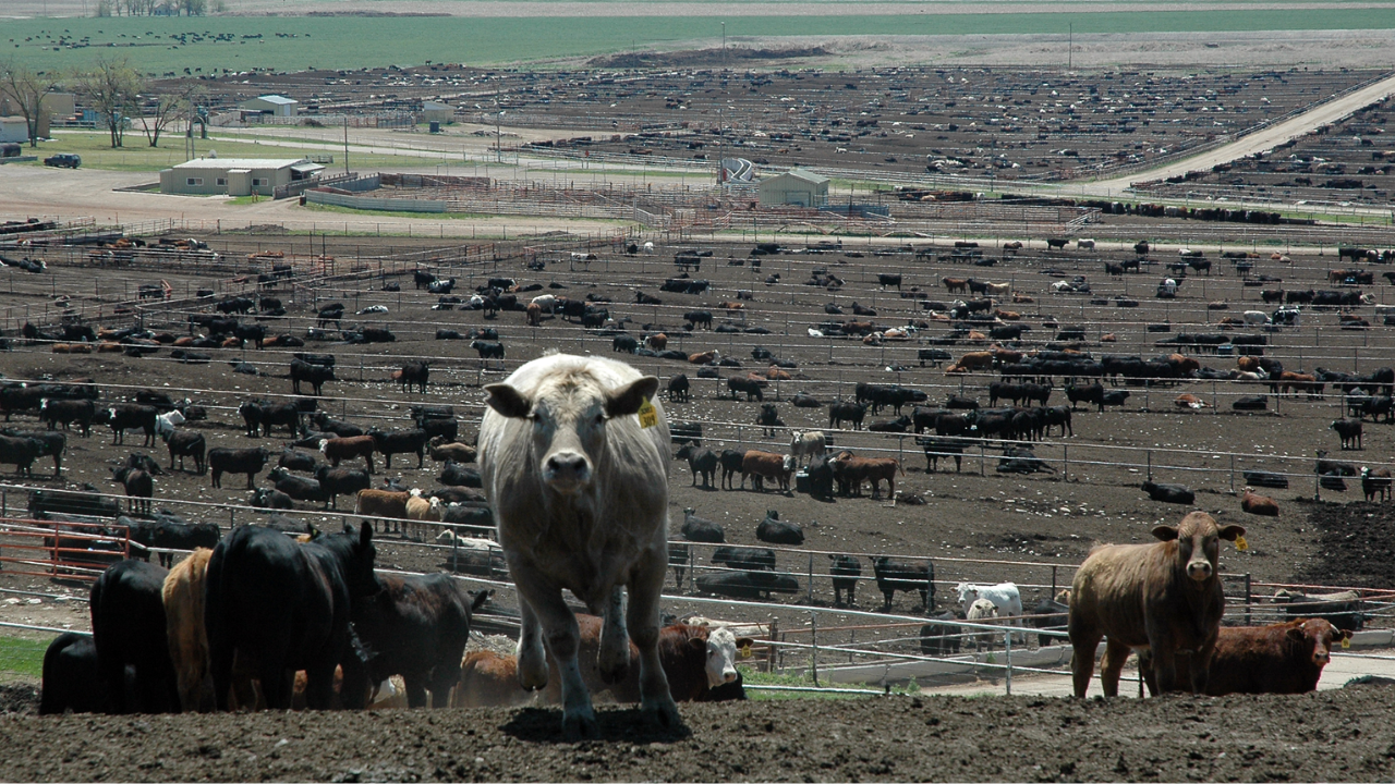 Les feedlots bovins américains ralentissent en mai